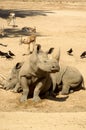 Pair of Rhinoceros sitting and laying in the sand. Royalty Free Stock Photo