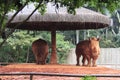 Pair of Rhinos - Sao Paulo Zoo Royalty Free Stock Photo