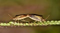 Pair of Rice Stink bugs Oebalus pugnax mating on a grass stalk. Royalty Free Stock Photo