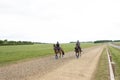 Galloping racehorses seen on a training track in East Anglia, UK.