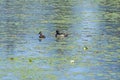 A pair of Ring Necked Ducks in a North Woods Pond