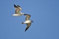 Pair of Ring-Billed Gulls Flying in a Blue Sky Royalty Free Stock Photo