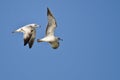 Pair of Ring-Billed Gulls Flying in a Blue Sky Royalty Free Stock Photo