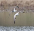 A pair of ring-billed gulls larus delawarensis with frog Royalty Free Stock Photo