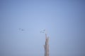 Pair of Ring-Billed Gulls Royalty Free Stock Photo