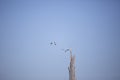 Pair of Ring-Billed Gulls Royalty Free Stock Photo