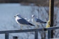 Pair or Ring Billed Gulls standing on dock rail Royalty Free Stock Photo