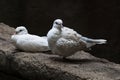 Pair of Ring-necked Dove, Streptopelia capicola Royalty Free Stock Photo