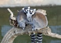 A Pair of Ring Tailed Lemurs Royalty Free Stock Photo