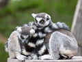 Pair of Ring-tailed Lemurs Snuggling Royalty Free Stock Photo