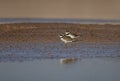 Pair of Ringed plover is sitting on the ground in wildlife and wetlands areas of punjab Pakistan