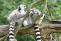 A pair of Ringed-tail Lemurs perched on top of a tree branches