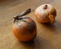 Pair of ripe onions in golden peels lie on the surface of an oak table, close-up Royalty Free Stock Photo