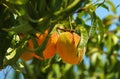 Pair ripe peaches on a branch against a blue sky. Selective soft focus