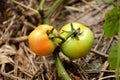 The pair of ripe tomato with leaves and plant Royalty Free Stock Photo