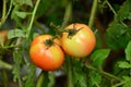 The pair of ripe tomato with leaves and plant Royalty Free Stock Photo