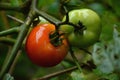 The pair of ripe tomato with leaves and plant Royalty Free Stock Photo