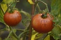 Pair of Ripe Tomatos on the Vine in a Garden Royalty Free Stock Photo