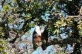 A Pair Of River Eagles Holding Over A Tree Branch In Chobe National Park, Botswana