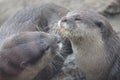 Pair of River Otters Cuddling and Showing Affection