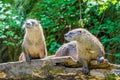 pair of river otters (Lontra canadensis) on log Royalty Free Stock Photo