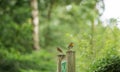 Pair of robins in garden