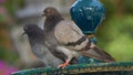 Pair of Rock Pigeons Columba livia on Iron Fountain Royalty Free Stock Photo