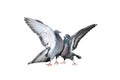 A pair of rock pigeons cooing and kissing spread its wings and feathers Royalty Free Stock Photo