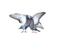 A pair of rock pigeons cooing and kissing spread its wings and feathers Royalty Free Stock Photo