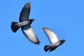 A pair of rock pigeons flying in blue sky in Tampa Florida Royalty Free Stock Photo