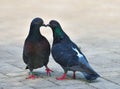 The pair of rock pigeons.