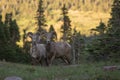 Pair of Rocky Mountain big horn sheep rams in subalpine meadow Royalty Free Stock Photo