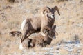 A pair of Rocky Mountain Bighorn Sheep rams in Wyoming Royalty Free Stock Photo