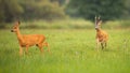 Pair of roe deer buck and doe in mating season in summer nature Royalty Free Stock Photo