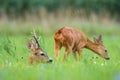 Pair of roe deer lying and sniffing on meadow in summer. Royalty Free Stock Photo