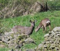 Pair of Roe Deer