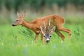 Pair of roe deer resting on meadow during the summer. Royalty Free Stock Photo