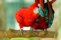 pair of romantic scarlet macaw (Ara macao), red parrot on wood branch tree Royalty Free Stock Photo