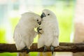 pair of Tanimbar Corella (Cacatua goffiniana) also known as the Goffin\'s cockatoo kissing Royalty Free Stock Photo