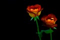 Pair of rose leonidas presented against dark background