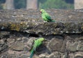 Pair of Rose-ringed parakeet on the walls of an ancient fort at Mandu.