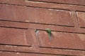 Pair of rose-ringed parakeets Psittacula krameri in the entrance of their nest.