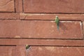 Pair of rose-ringed parakeets Psittacula krameri in the entrance of their nest.