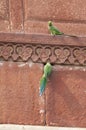 Pair of rose-ringed parakeets Psittacula krameri in the entrance of their nest.