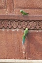 Pair of rose-ringed parakeets Psittacula krameri in the entrance of their nest.