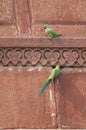 Pair of rose-ringed parakeets Psittacula krameri in the entrance of their nest.