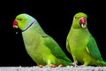 A Pair of Rose ringed parrots