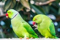 A Pair of Rose ringed parrots
