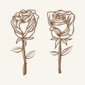 Pair of Roses. Hand Drawn Roses. Dark brown outline.