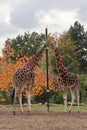 Pair of Rothschild& x27;s Giraffes eating from a feeding pole. Royalty Free Stock Photo